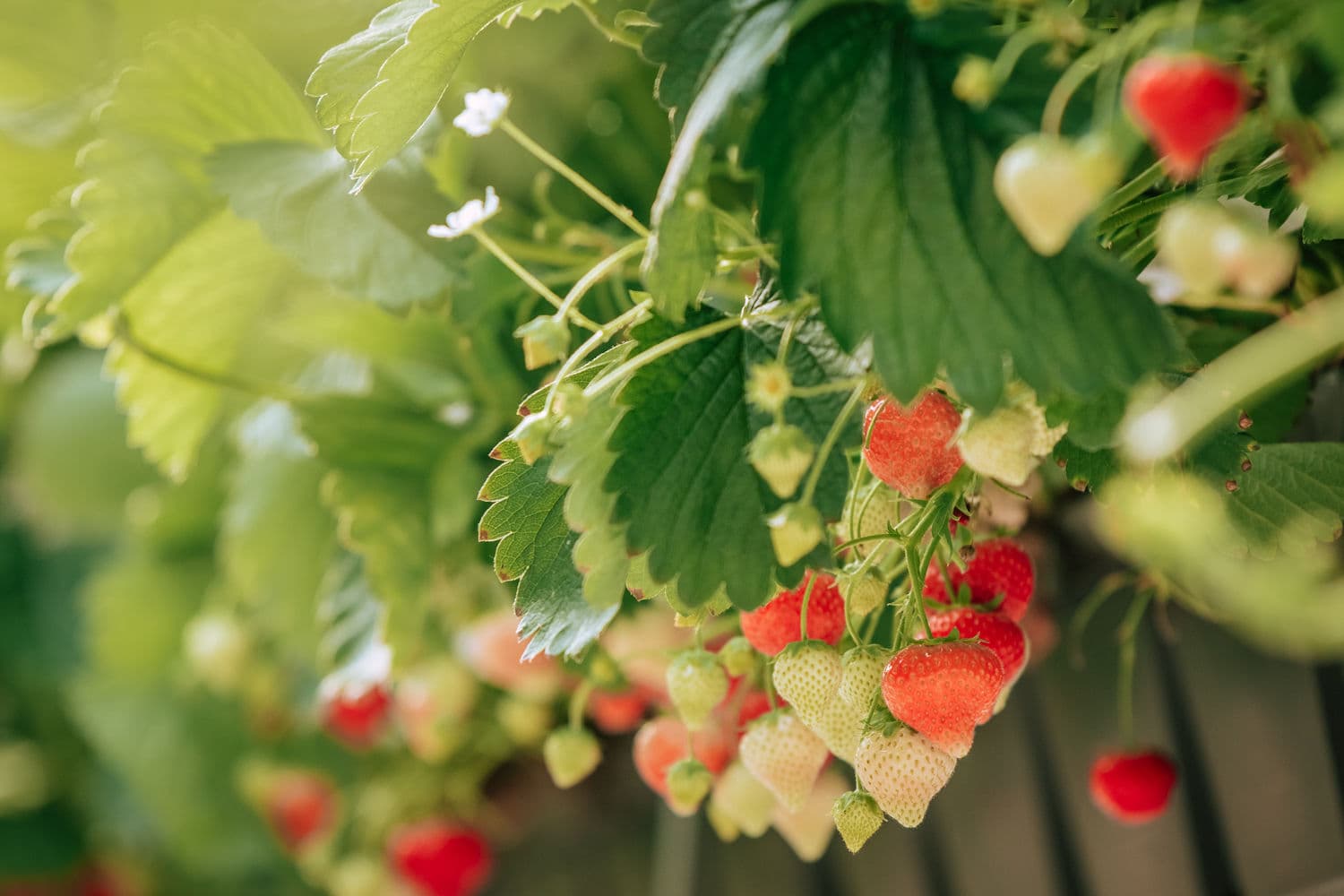 Zoete Aardbeien