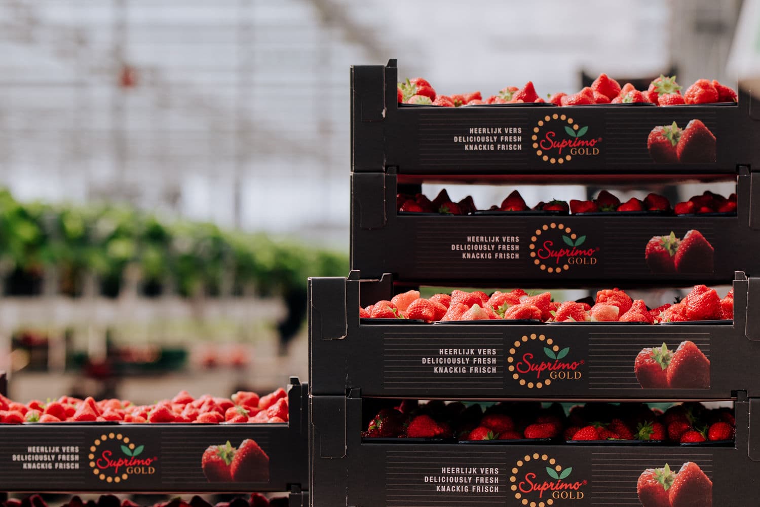 Kwalitatieve aardbeien uit Zaltbommel