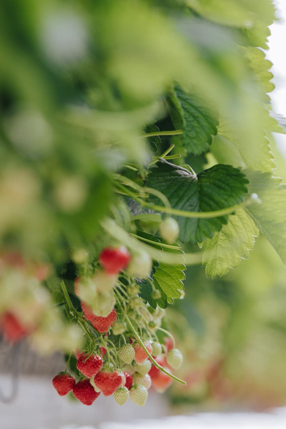 Duurzame aardbeien uit de Bommelerwaard
