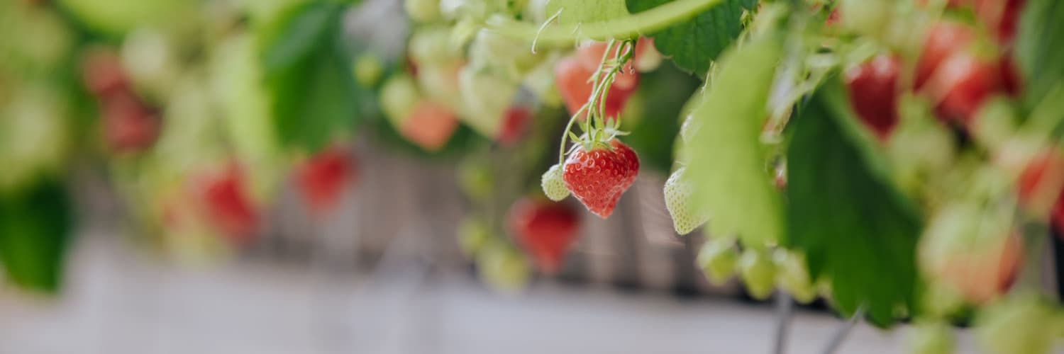 Aardbeien Kwekerij Zaltbommel